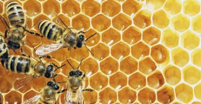 O pszczołach murarkach[patronat]