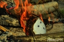 XXVII Rajd „Topienie Marzanny”-120