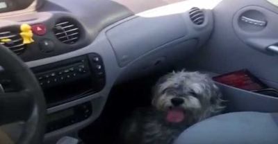 Pies piekł się w samochodzie