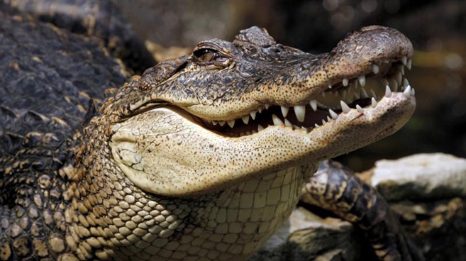 Krokodyl ma mocne i ostre zęby, krótkie nogi i potężny ogon, który ułatwia mu pływanie w wodzie