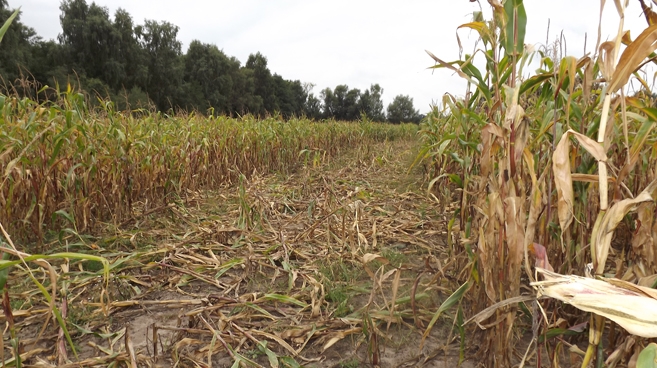 Pole kukurydzy rolnika zostało zdewastowane przez dziki