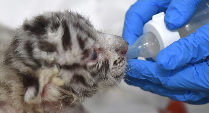 Pierwsze narodziny w ogrodzie zoologicznym koło Łodzi