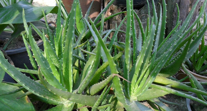 Aloes dobry na wszystko