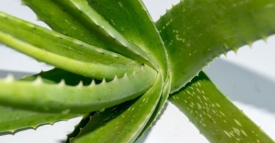 Aloes naturalny lek