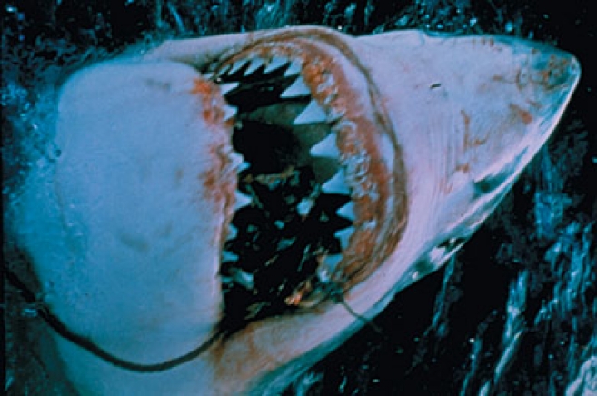 Wykonany przez Boba Matteya model rekina kosztował trzy miliony dolarów