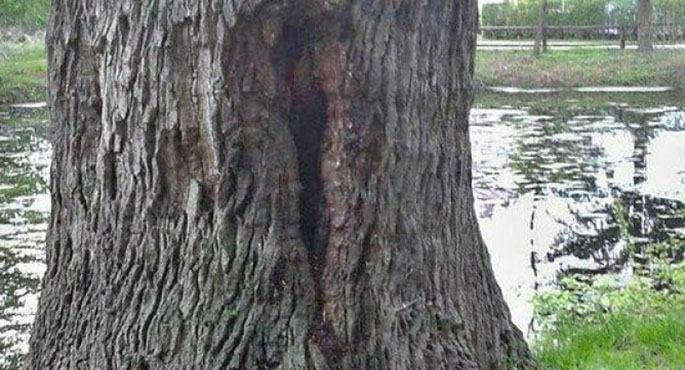 Podpalili pomnik przyrody?
