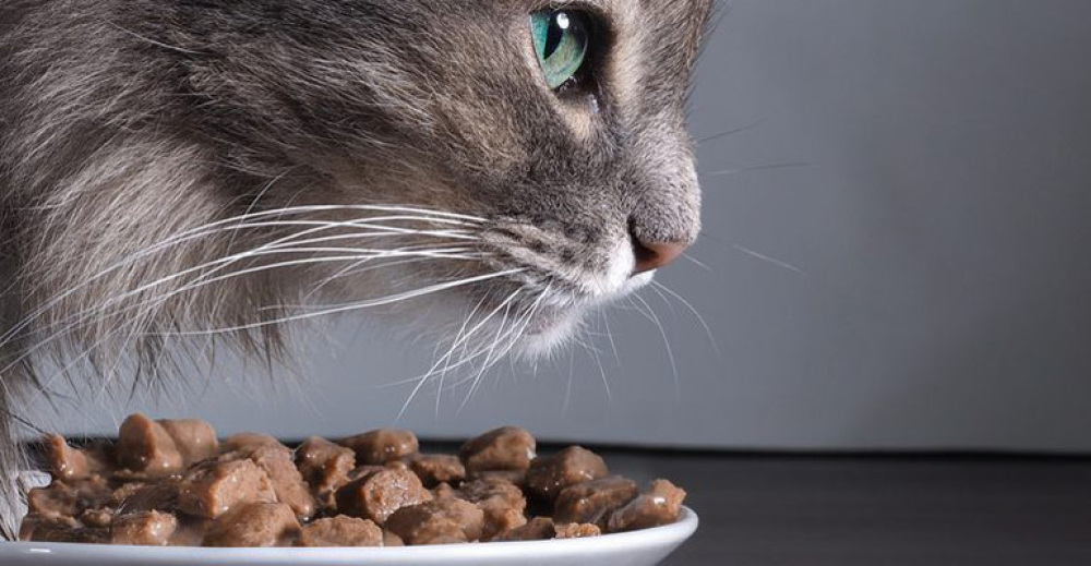 Czy mokra karmę dla kotów można mrozić?