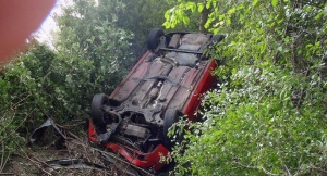 Golf wylądował na drzewie