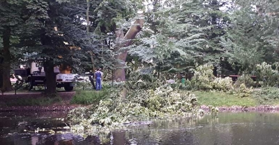 W parku wycięto uszkodzone drzewo