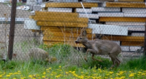 Sarna na ul. Makowej