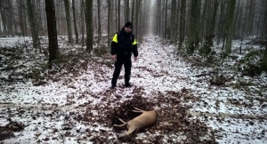 Strażnicy dwukrotnie wywozili sarnę