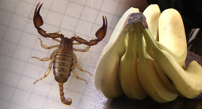 Skorpion w bananach