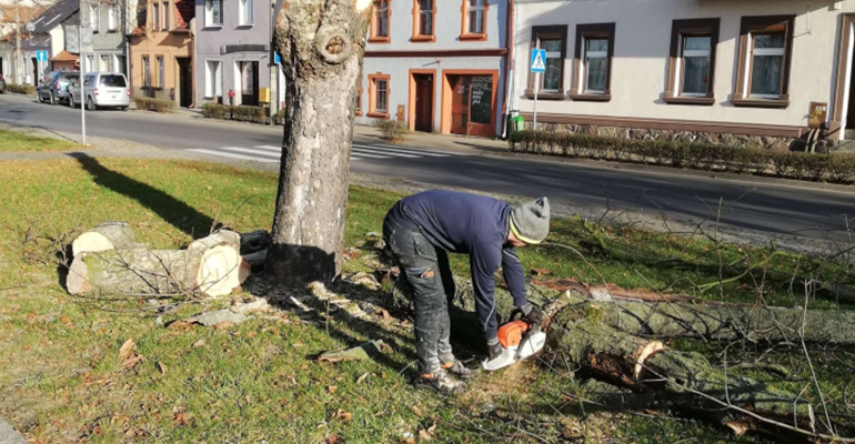 Zaraz po wycince posadzono młode kasztanowce