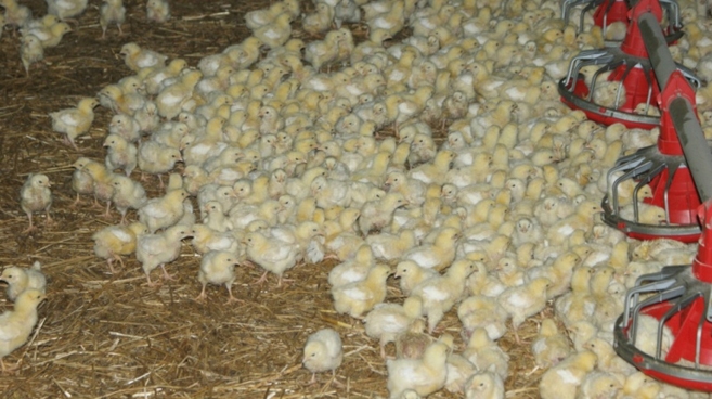 20 tys. kurczaków uratowanych 