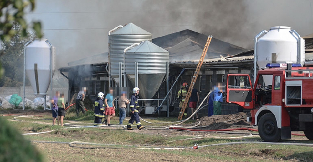 W Chwaliszewie spłonęło 700 świń