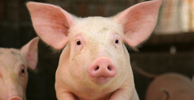 Wirus ASF ponownie zaatakował świnie