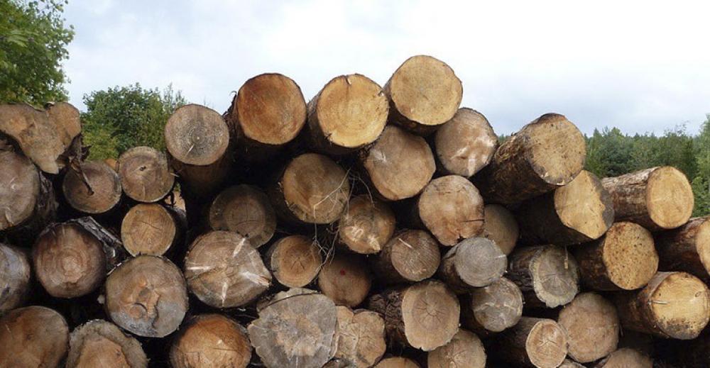 W 2018 r. Nadleśnictwo Krotoszyn sprzedało drewno różnych ratunków o wartiści 29,5 mln zł
