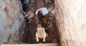 Psy zamknięto w piwnicy