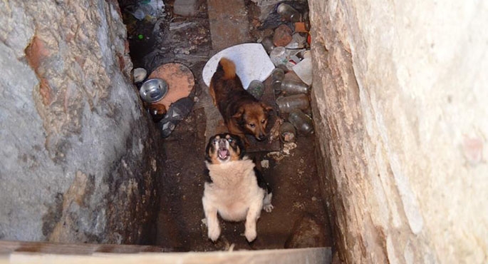 Psy zamknięto w piwnicy