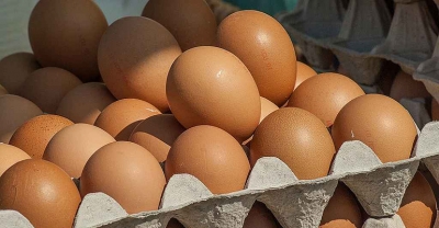 W Holandii i Belgii zamknięto setki kurzych ferm, z których skażone jaja sprzedawane były w całej Europie