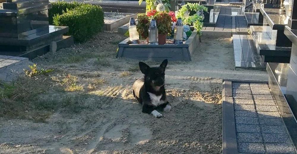 Pies zadomowił się na cmentarzu
