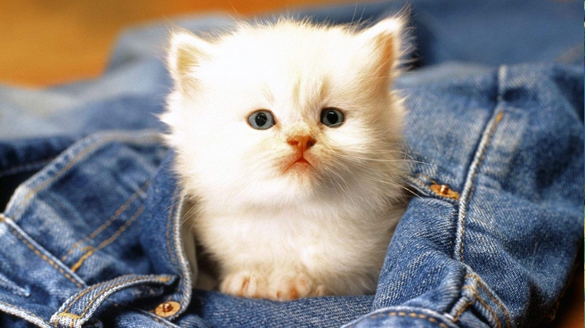 Kocięta rodzą się ślepie. Tuż po otwarciu ich oczy są zawsze niebieskie, bez względu na rasę