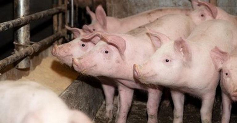 Pierwszy w tym roku przypadek ASF wśród świń