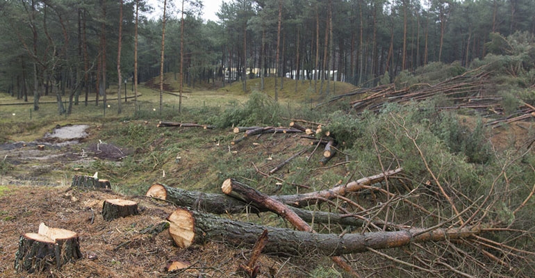 Koniec z wycinką