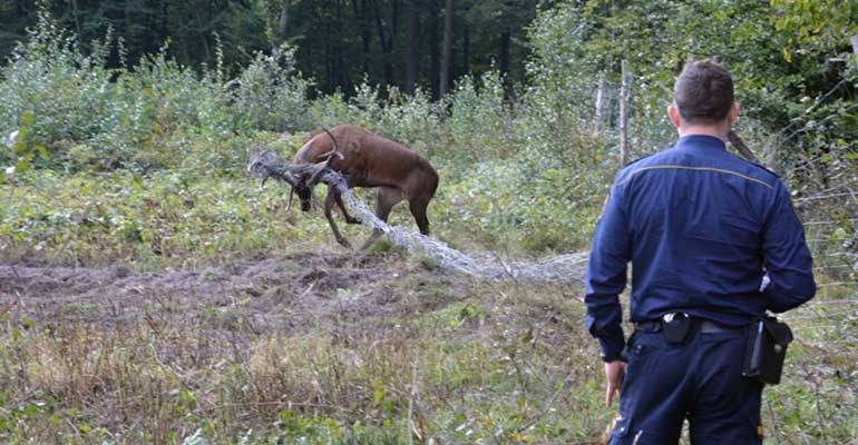 Jeleń zaplątany w siatkę, strażnicy w akcji