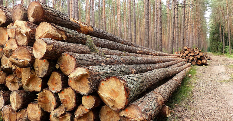 Drewno – odnawialne źródło energii i surowiec doskonały