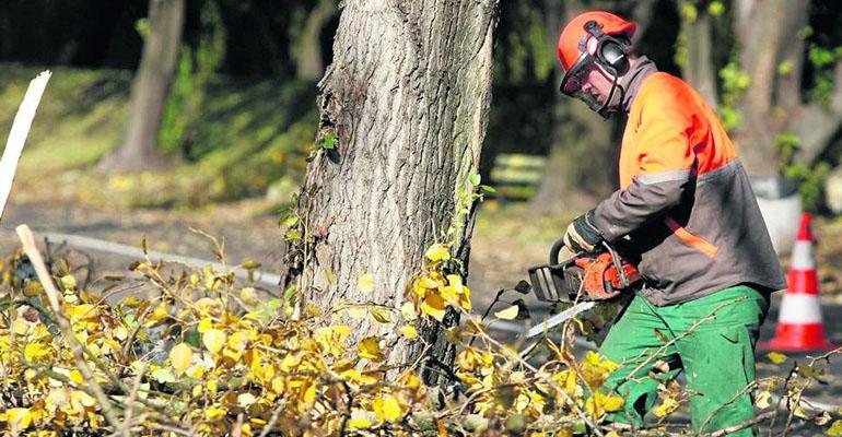 Drewo z wycinki na sprzedaż