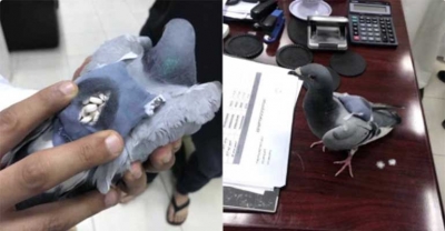 Wśród piór gołębia znaleziono niemal 200 porcji narkotyków