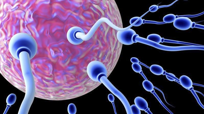 Komórki płciowe mają szanse na „nieśmiertelność w następnych pokoleniach