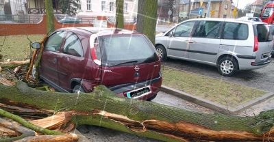 W Krotoszynie dzrewo uszkodziło dwa samochody