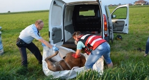 Ktoś odrąbał poroże jelenia[gallery]