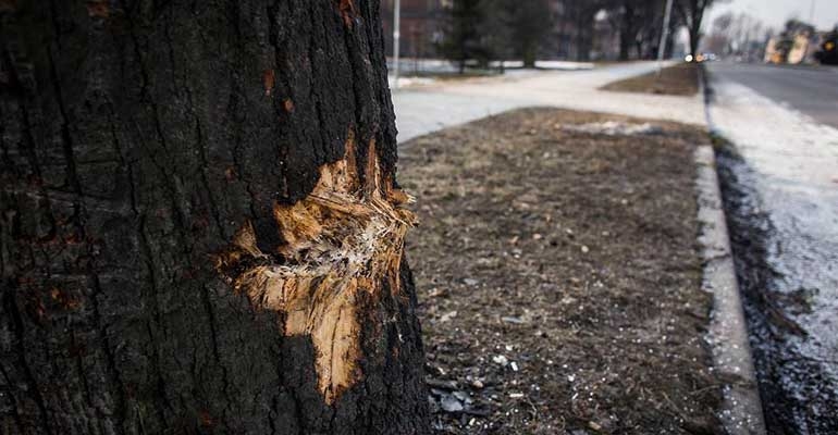 Wciąż badają wypadek prezydenckiej limuzyny