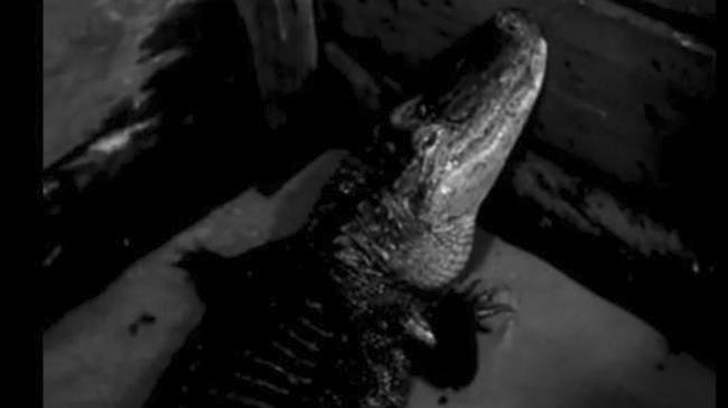 Krokodyl Herman z „Hydrozagadki” była kobietą