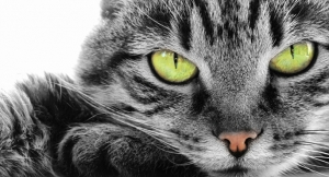 Dyskretna kocia choroba