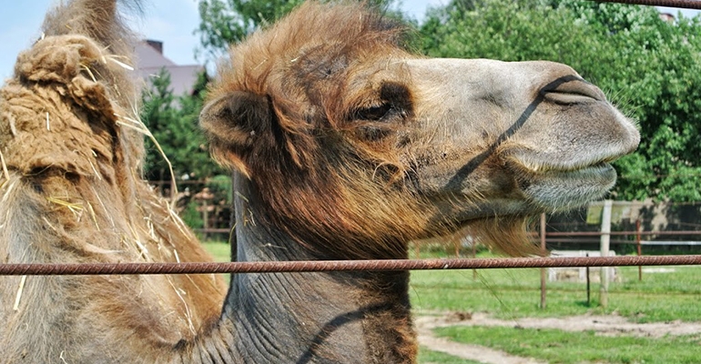 Koniec lubeskiego zoo