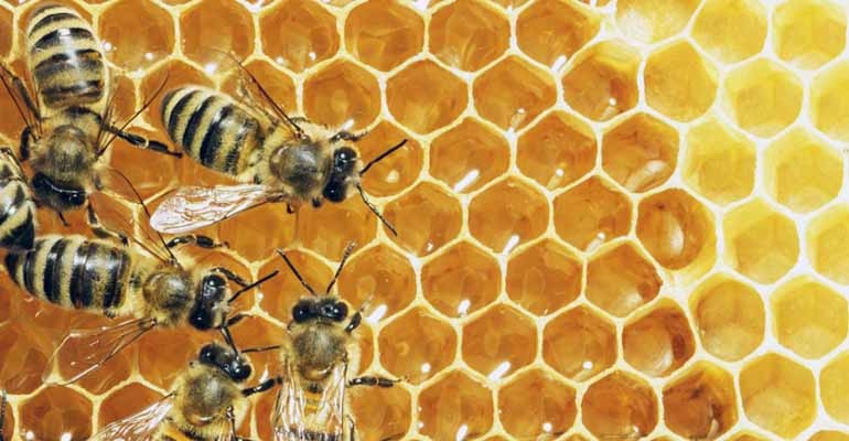 O pszczołach murarkach